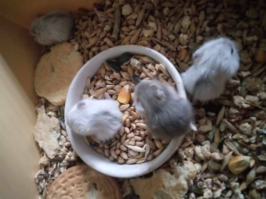 Хомячки Кременчуг