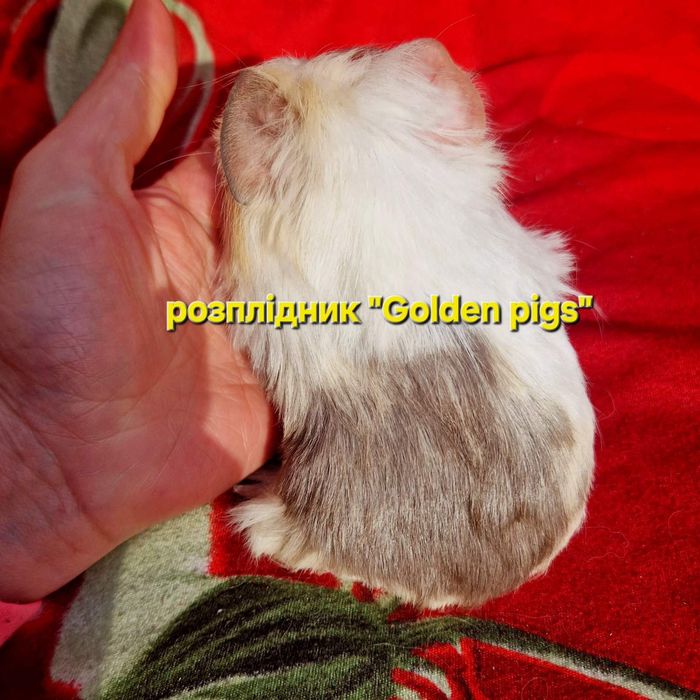 Морська свинка шелті,морські свинки,морские свинки,шелти,морская свинк