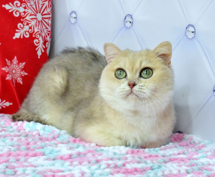 Голубая золотая шиншилла, кошечка, продажа