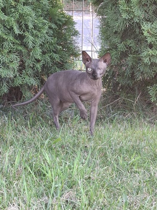 Uroczy czarny kocurek FPL  adopcja płatna