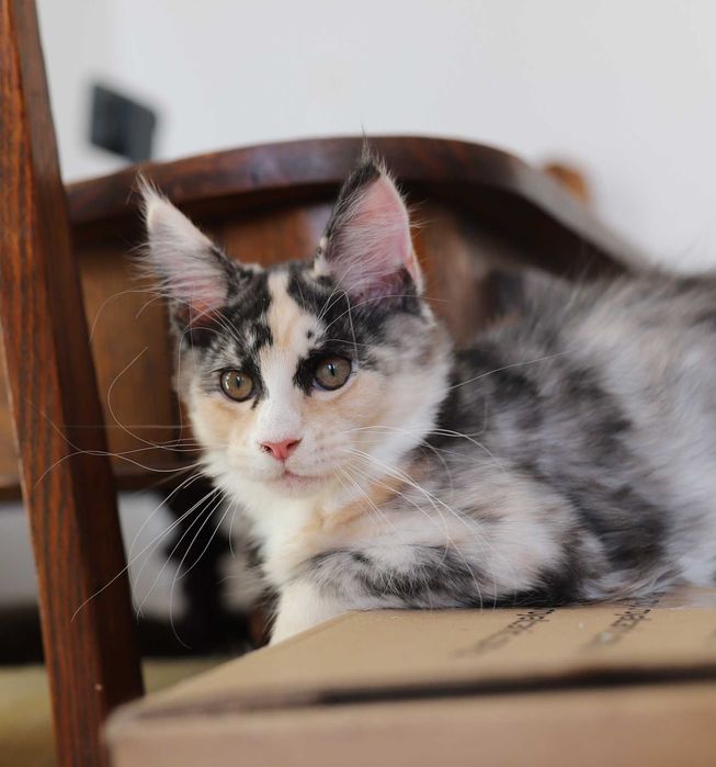Kotka Maine Coon - Bydgoszcz