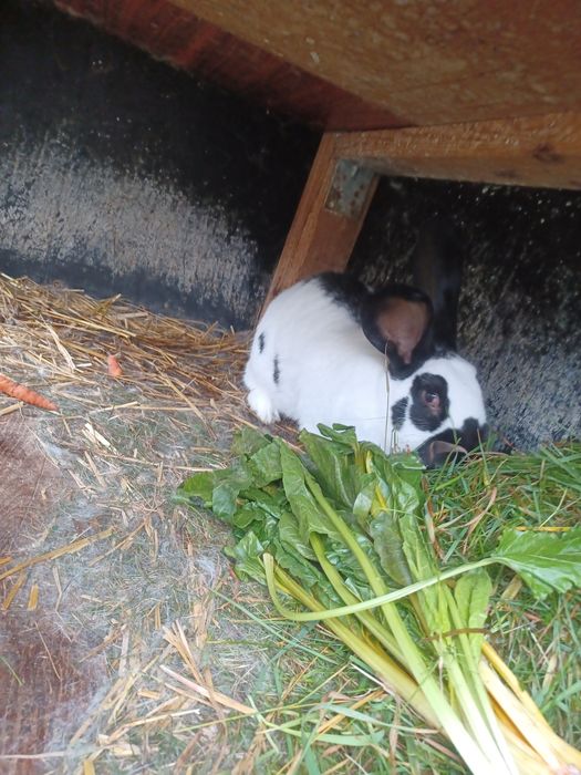 Samiec srokacz niemiecki