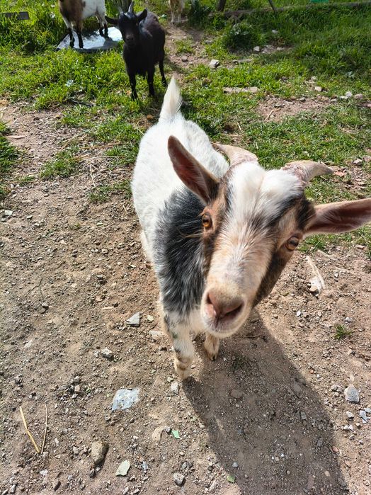 Cabrito e cabritas anãs