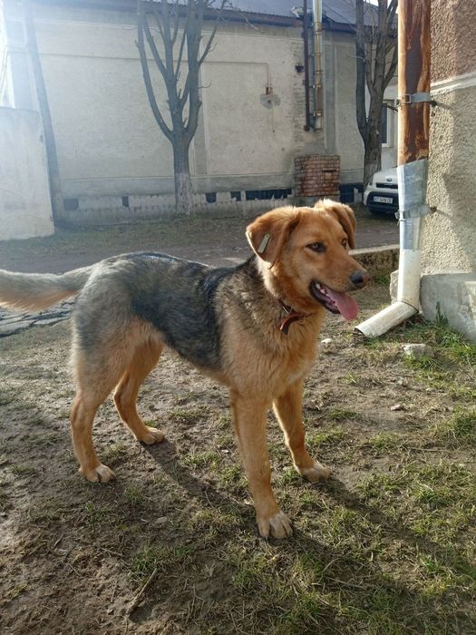 Стерилізована собачка шукає дім