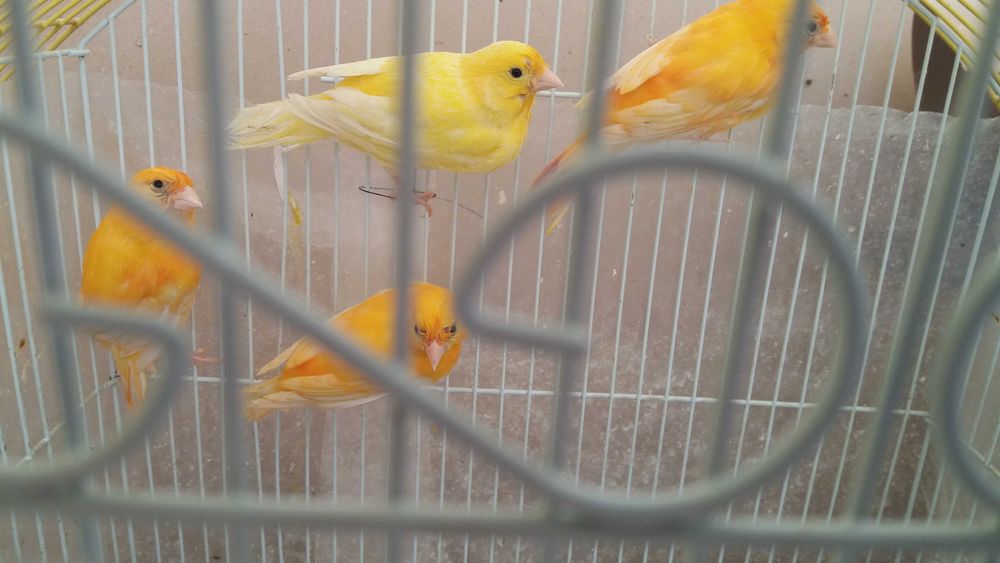 продам  або обміняю  на любе зерно