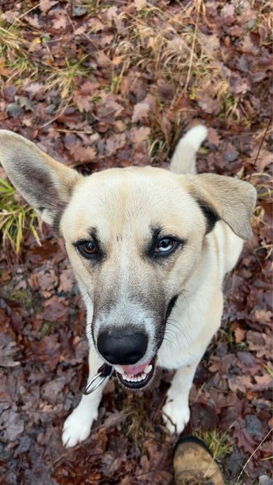 Oddam Psa husky mieszaniec mlody piesek