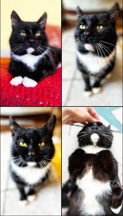 Mistrz relaksu Miecio szuka domu