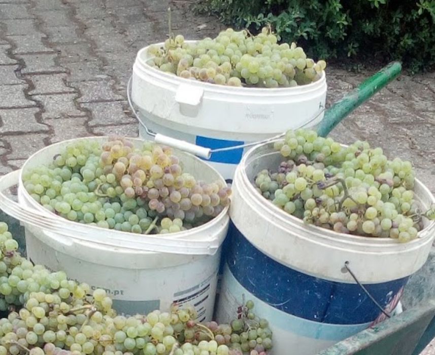 Uvas para fazer vinho Alcanadas Batalha