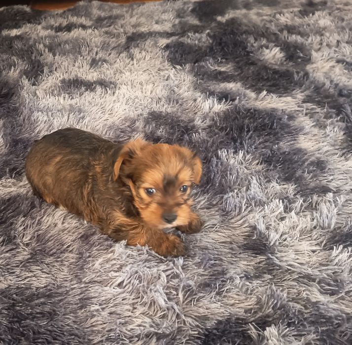 Yorkshire Terrier gold lindíssimo, vacinado e desparasitado