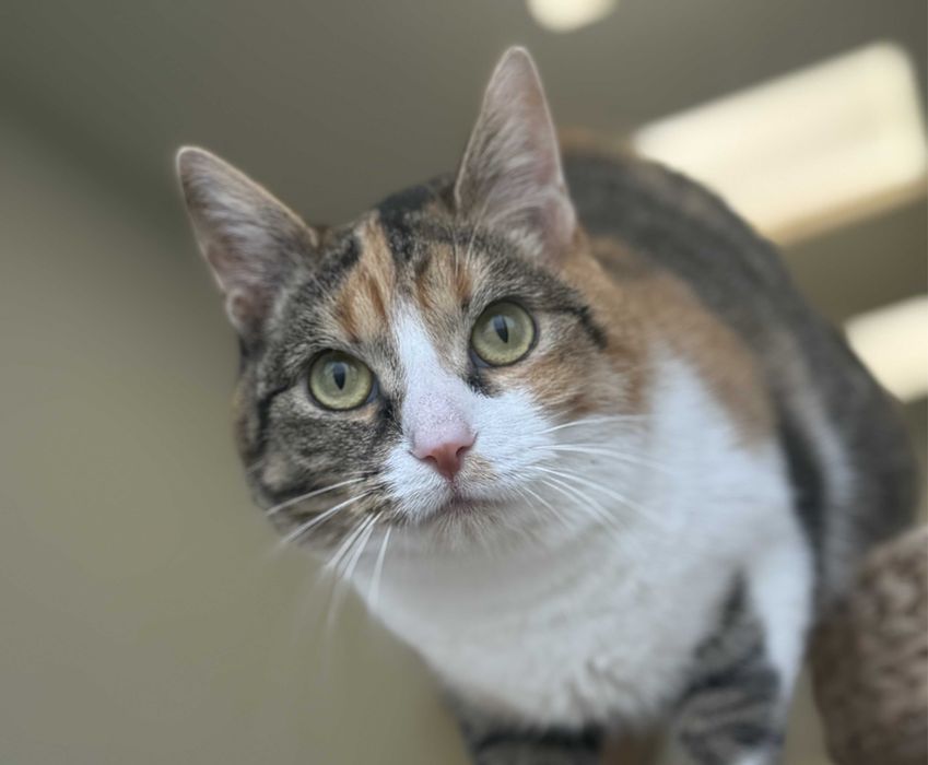 Beni - delikatna kotka szuka spokojnego domu!