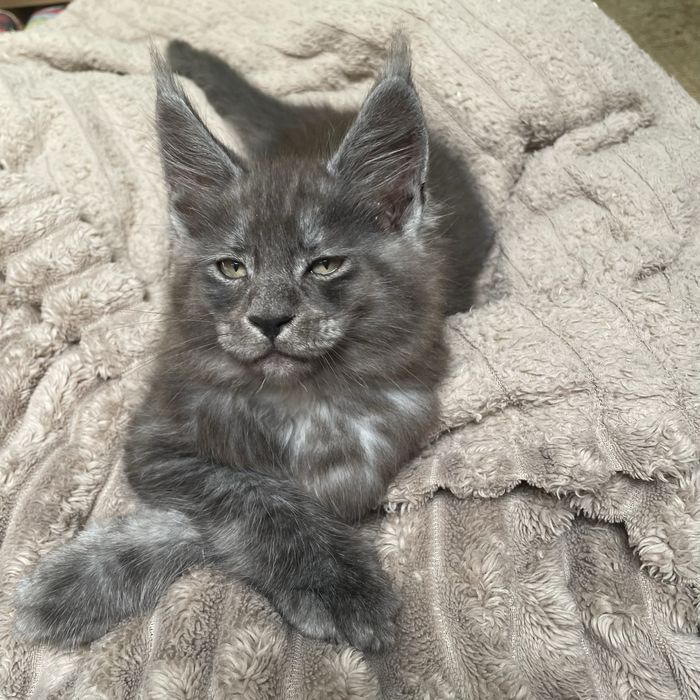 Kocurek Maine Coon