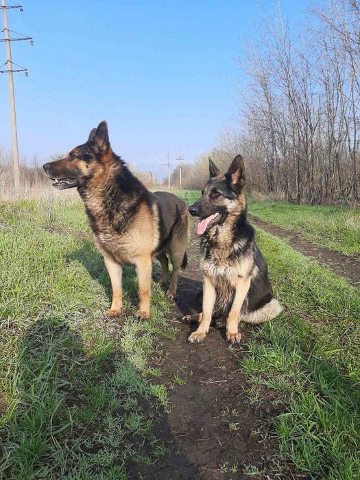 Цуценята німецької вівчврки )