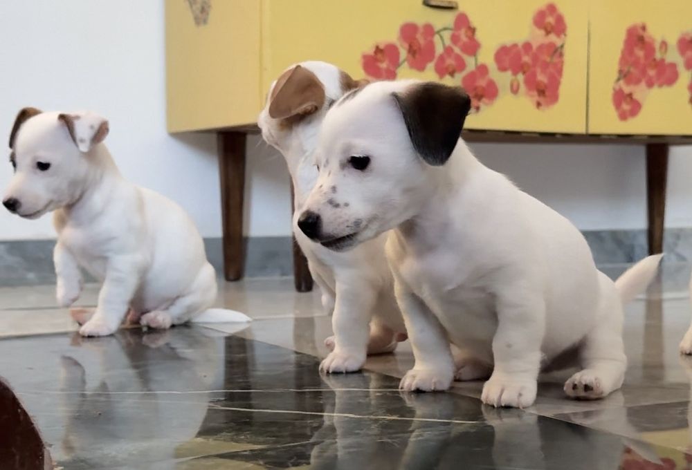 Цуценята Джек Рассел тер'єр