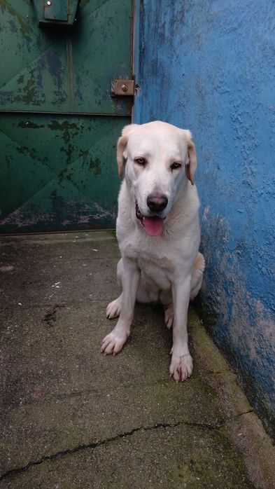 Alabais na cidade do Porto. Ninhada (A) destes belos exemplares.