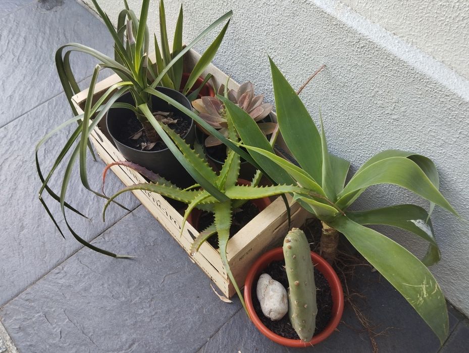 Cabaz de suculentas para Natal