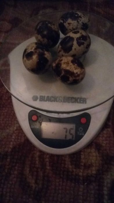 Техасские бройлерные инкубационные яйца.