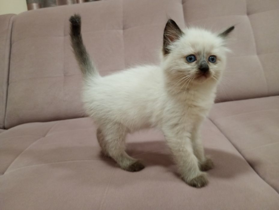 Sprzedam kotkę Ragdoll