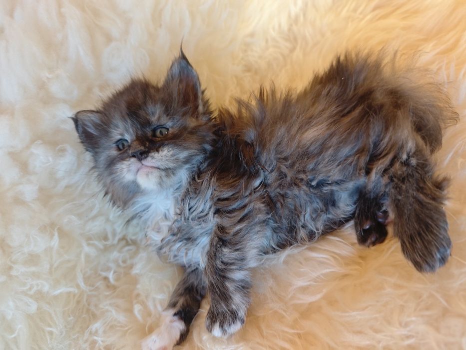 Cudowna kotka Maine Coon