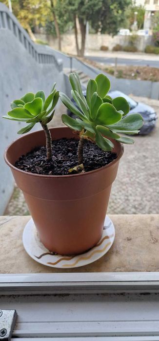Plantas de Interior – Venda Individual ou em Conjunto