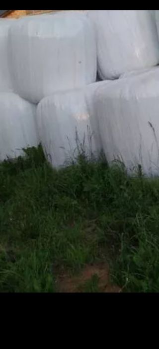 Bele sianokiszonki 120x120