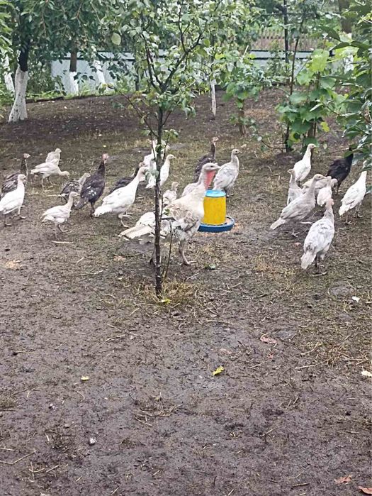 Продам індичата, курчата