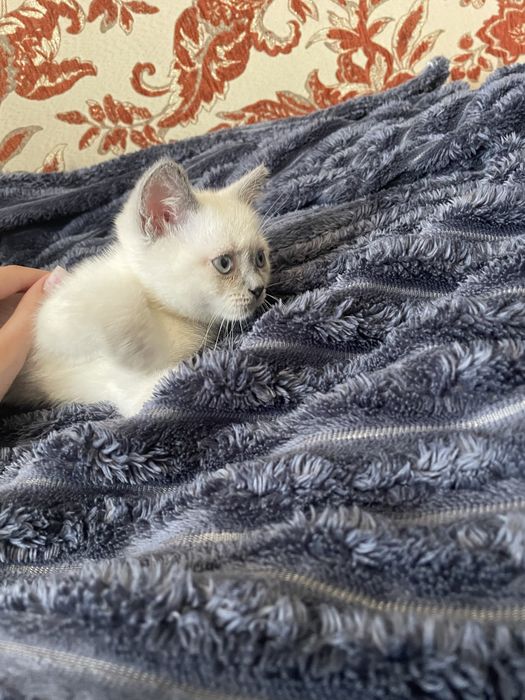 Продам сіамську кішечку