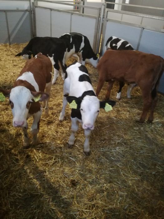 Byczki polskie CZARNIA i okolice