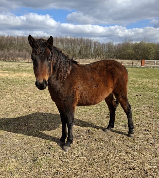 OKAZJA !!! Klacz huculska Lukrecja