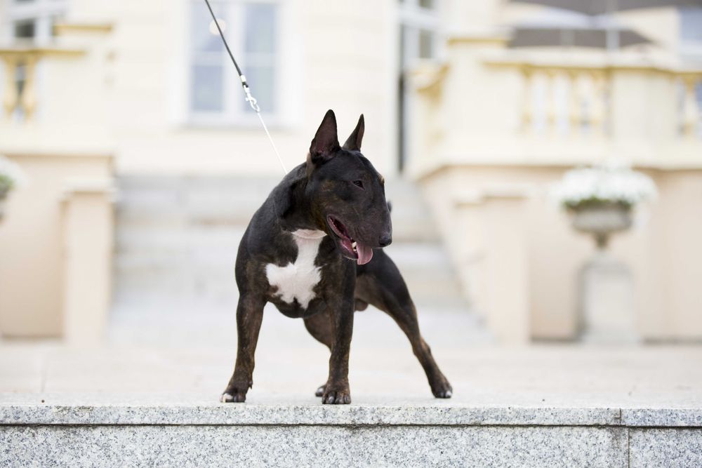 Bulterier miniaturowy Reproduktor Import Hiszpania FCI ZKwP