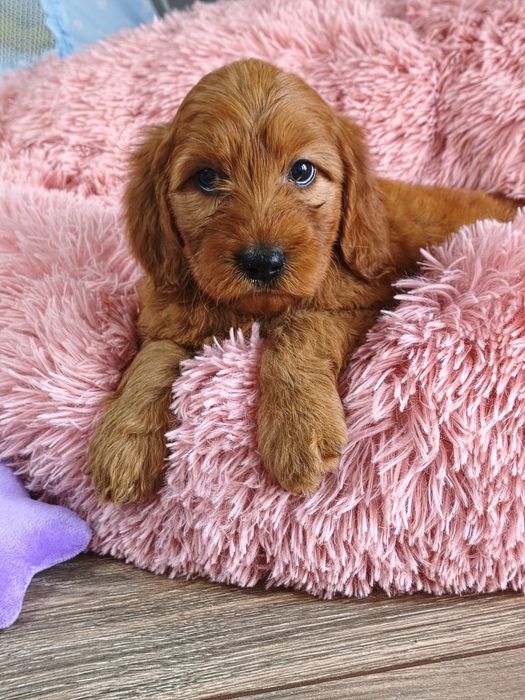 Irishdoodle badania genetyczne Doodle seter irlandzki