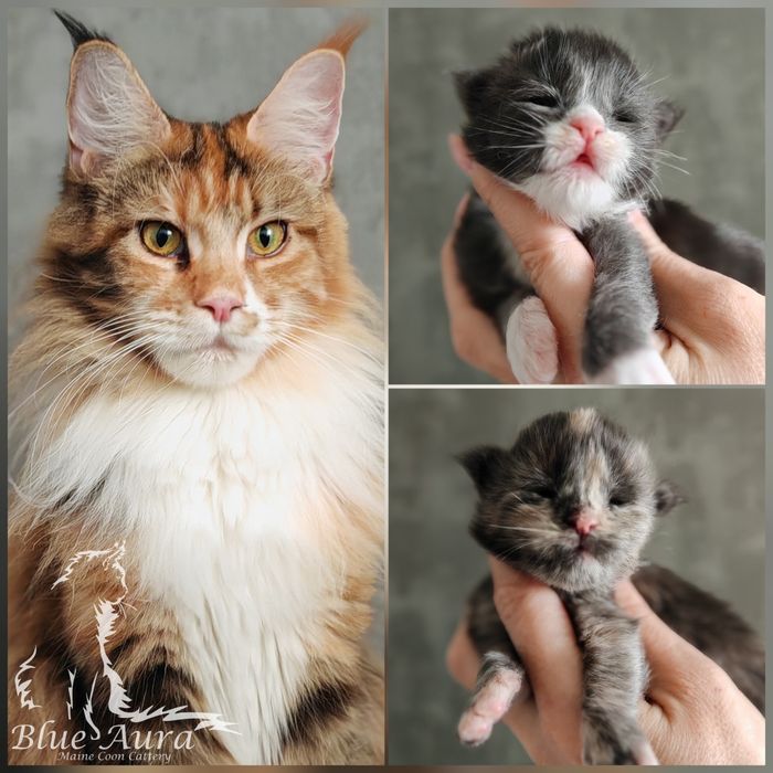 Maine Coon Blue Aura
