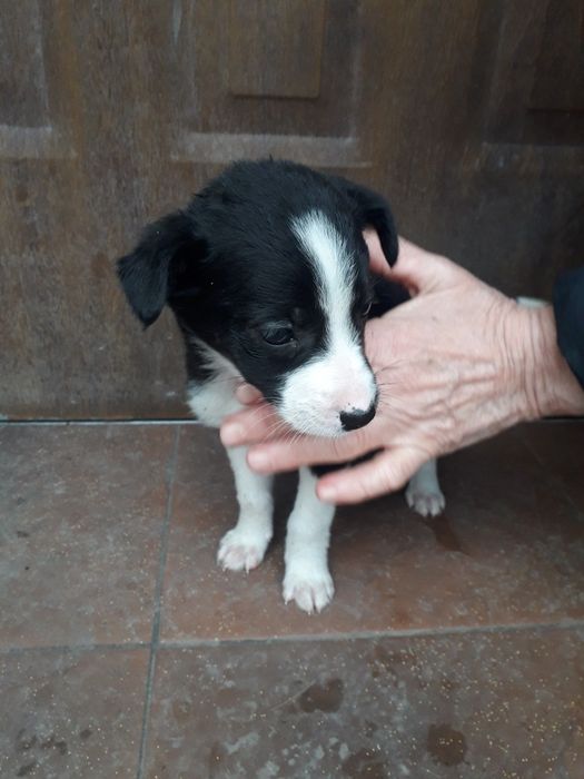 Віддаю в добрі руки