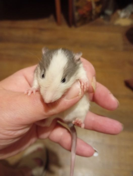 Криси пацюки щури