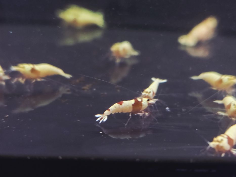 Krewetka caridina Pure red line (PRL)