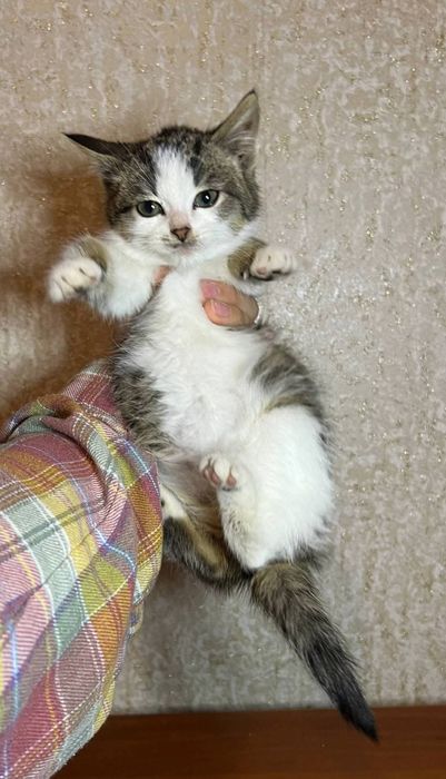 Отлам_ кошки_ котята_ сеня