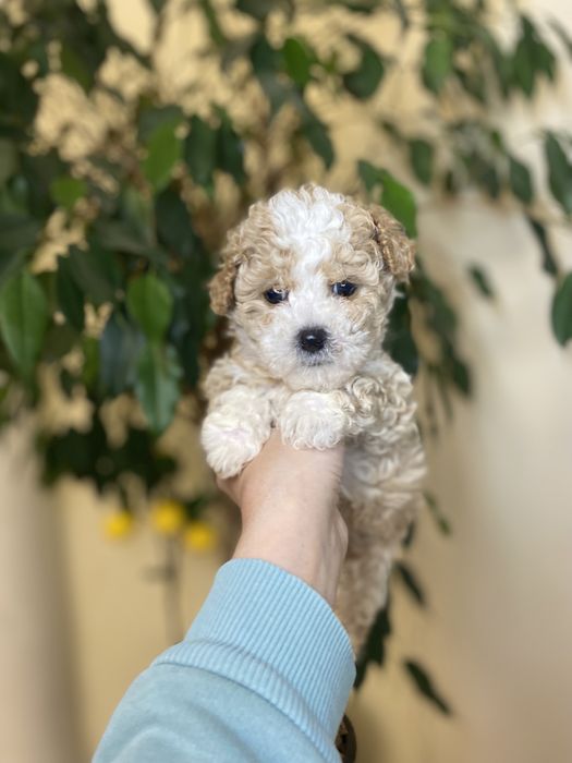 Шикарні міні мальтипу