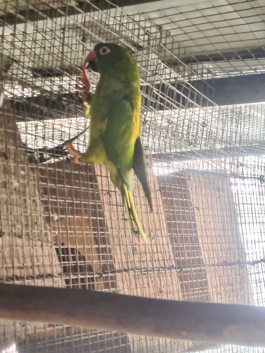 Conures cabeça azul