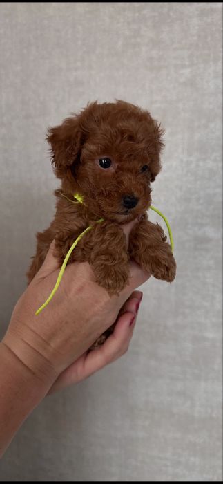 Малюки Той-пудель шукають свою родину.