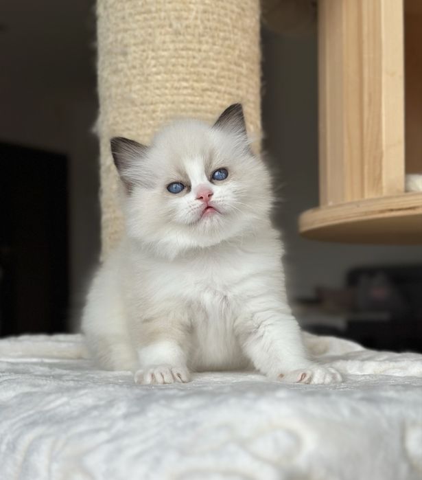 Kocurek ragdoll hodowlano wystawowy FPL