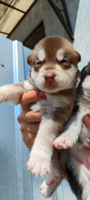 Аляскінський маламут-