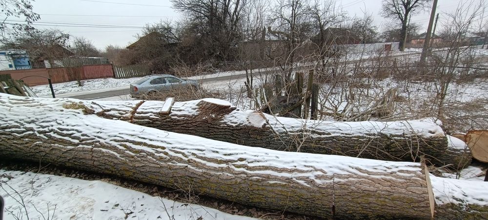 Продам дерево тополя на пиломатеріали