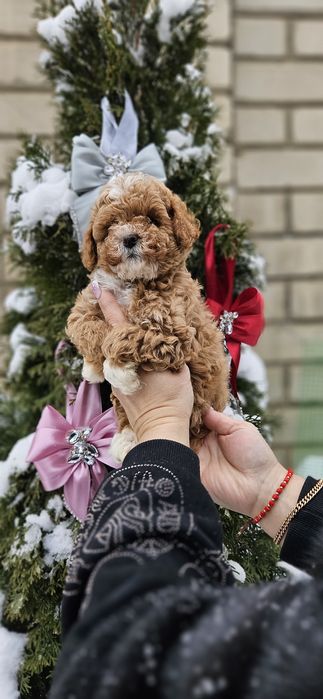 Девочка мальтипу 2мес .