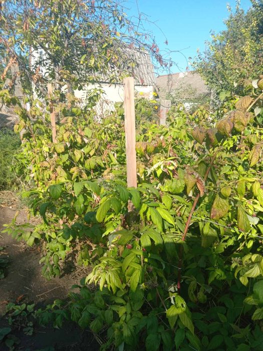 Будинок Олександрівка