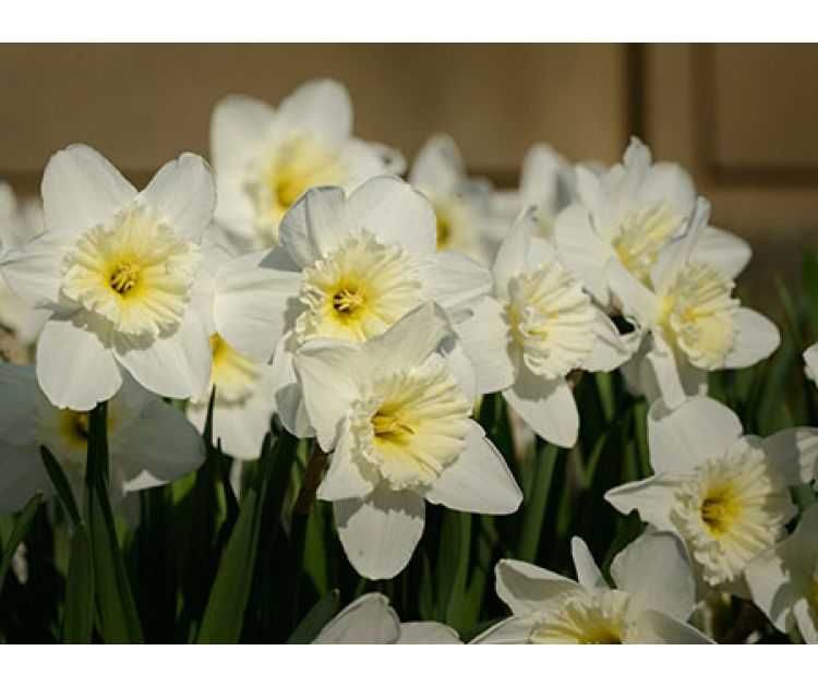 букет нарцисів в подарунок