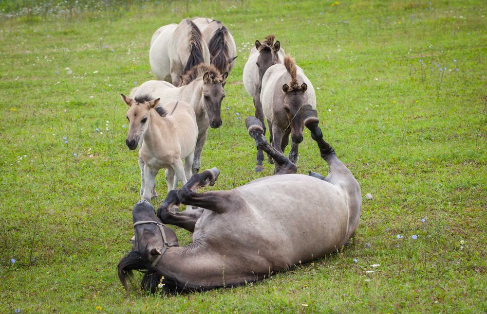 Konik polski - klacz z rzadkiej linii w programie