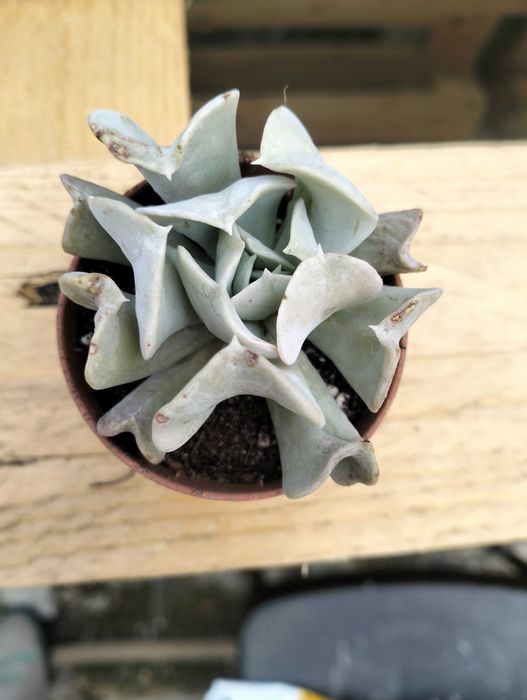 Echeveria Topsy Turvy