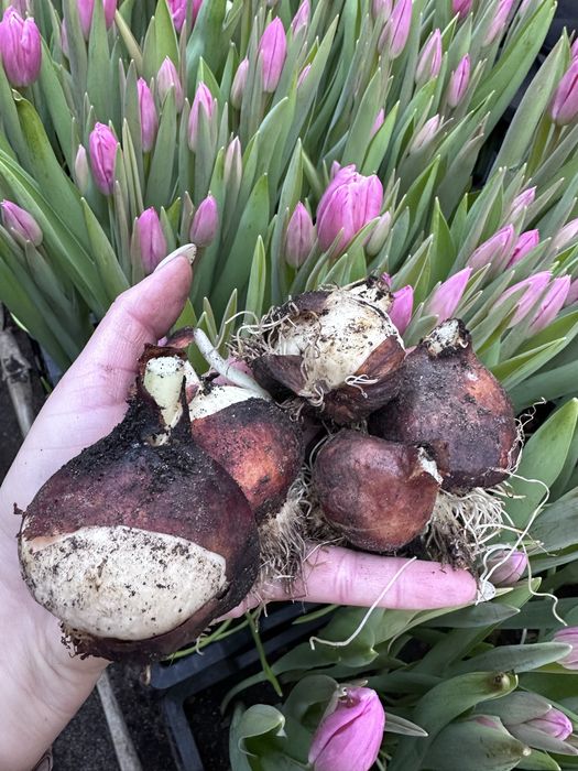 Цибулини після зрізу