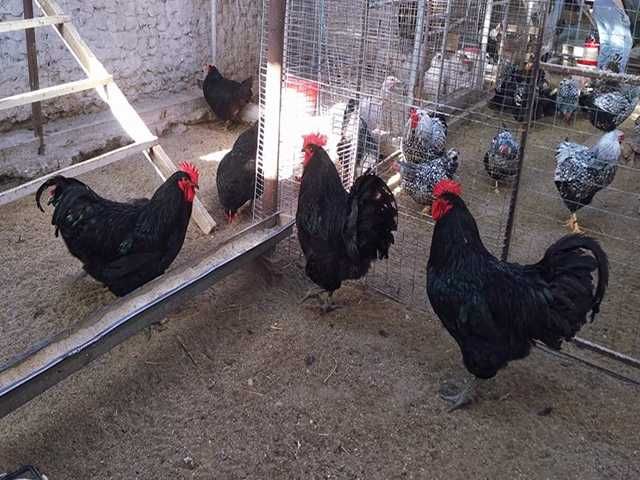 Інкубаційне яйце (курчата). Джерсійський гігант: чорний, блакитний.