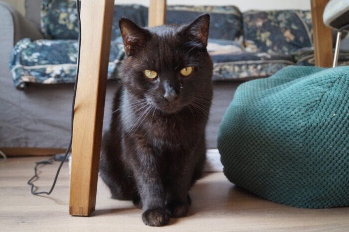 Kundera - kot, kotek, kocur do adopcji