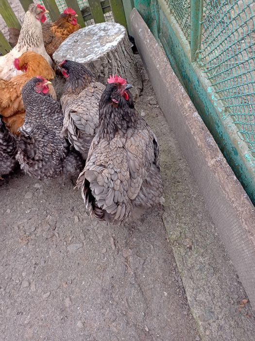 Інкубаційні яйця курей м'ясо-яєчних порід.